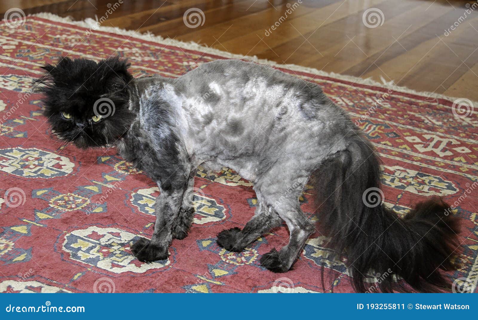 Shaved persian cat sales