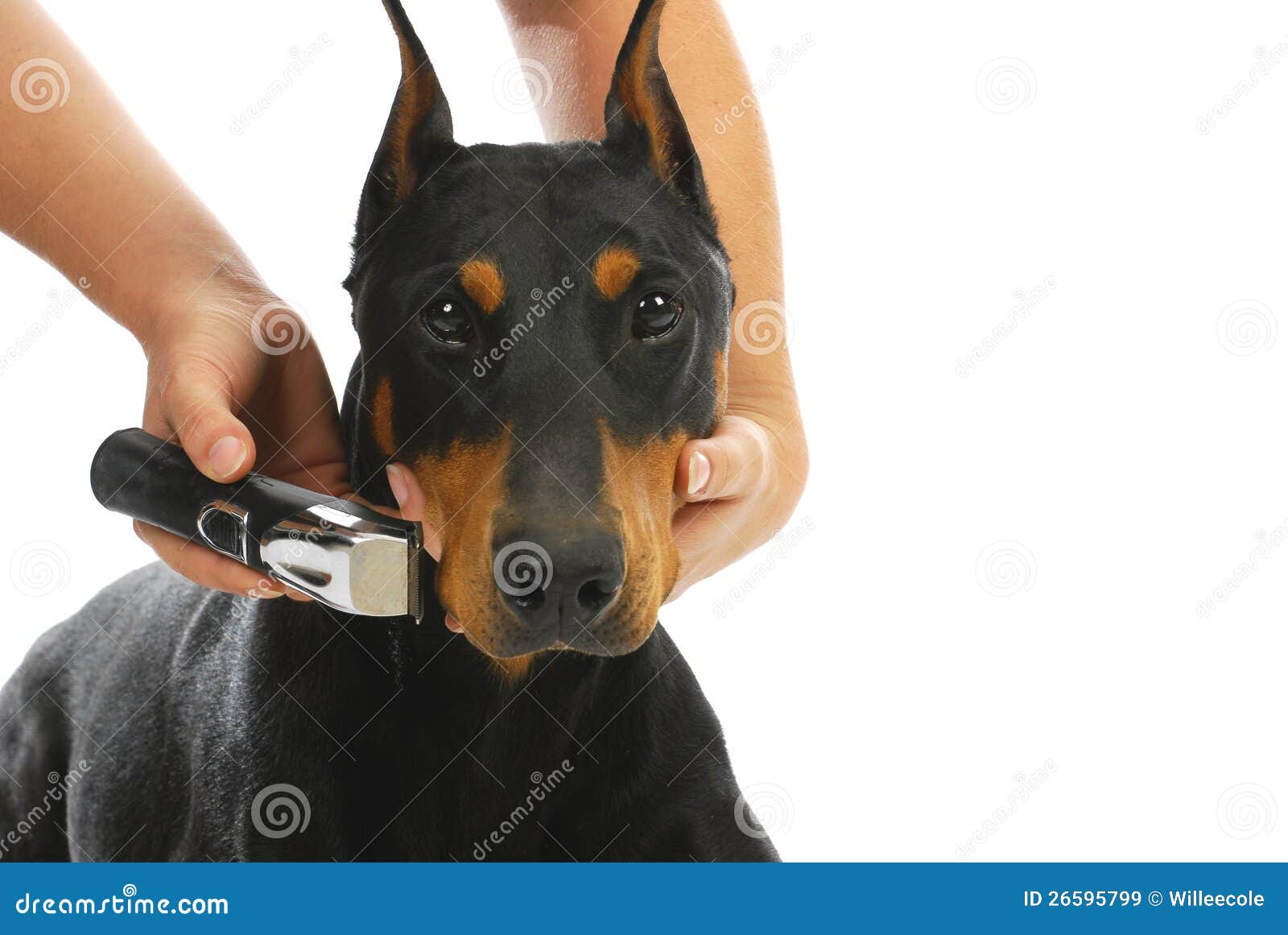 Shaving dogs face stock image. Image of equipment, canine 26595799