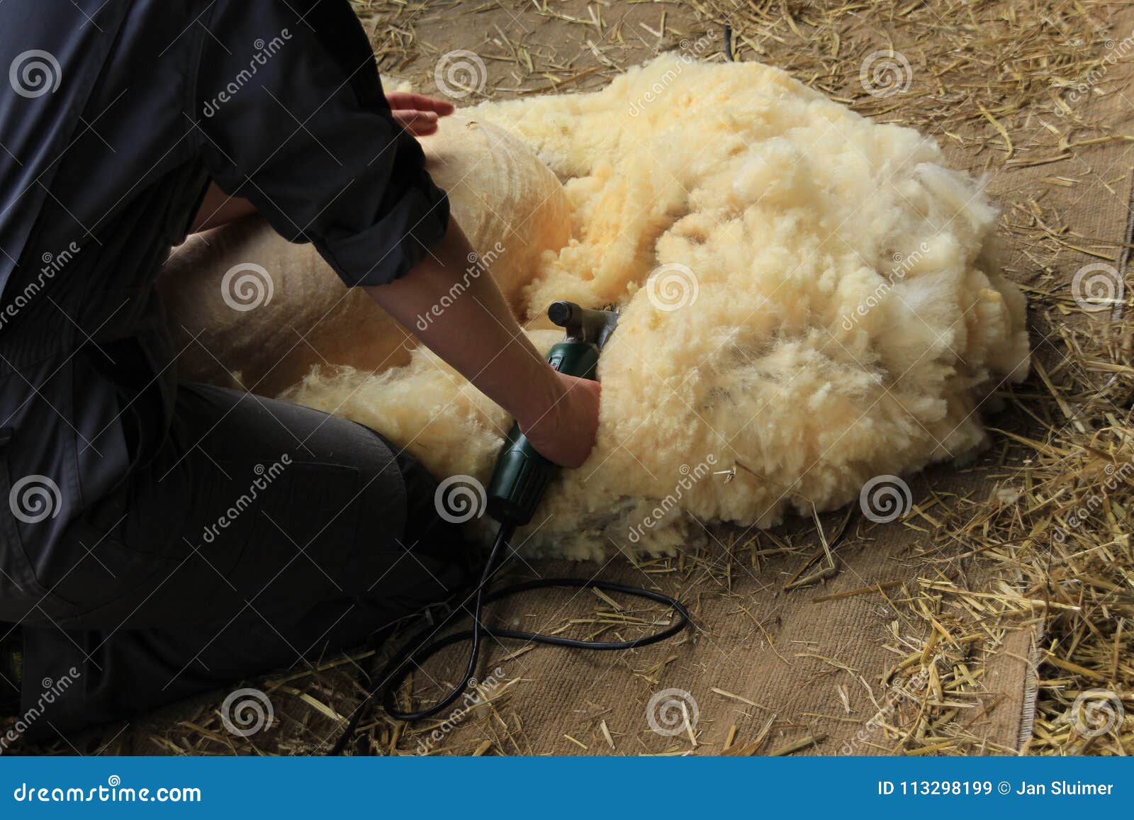 Shaving Sheep Stock Photos Download 51 Royalty Free Photos