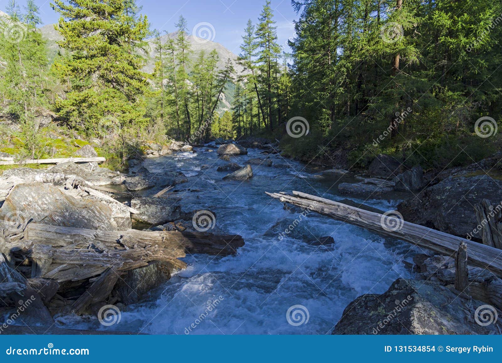 Shawla River Altai Mountains Siberia Russia Stock Photo Image Of