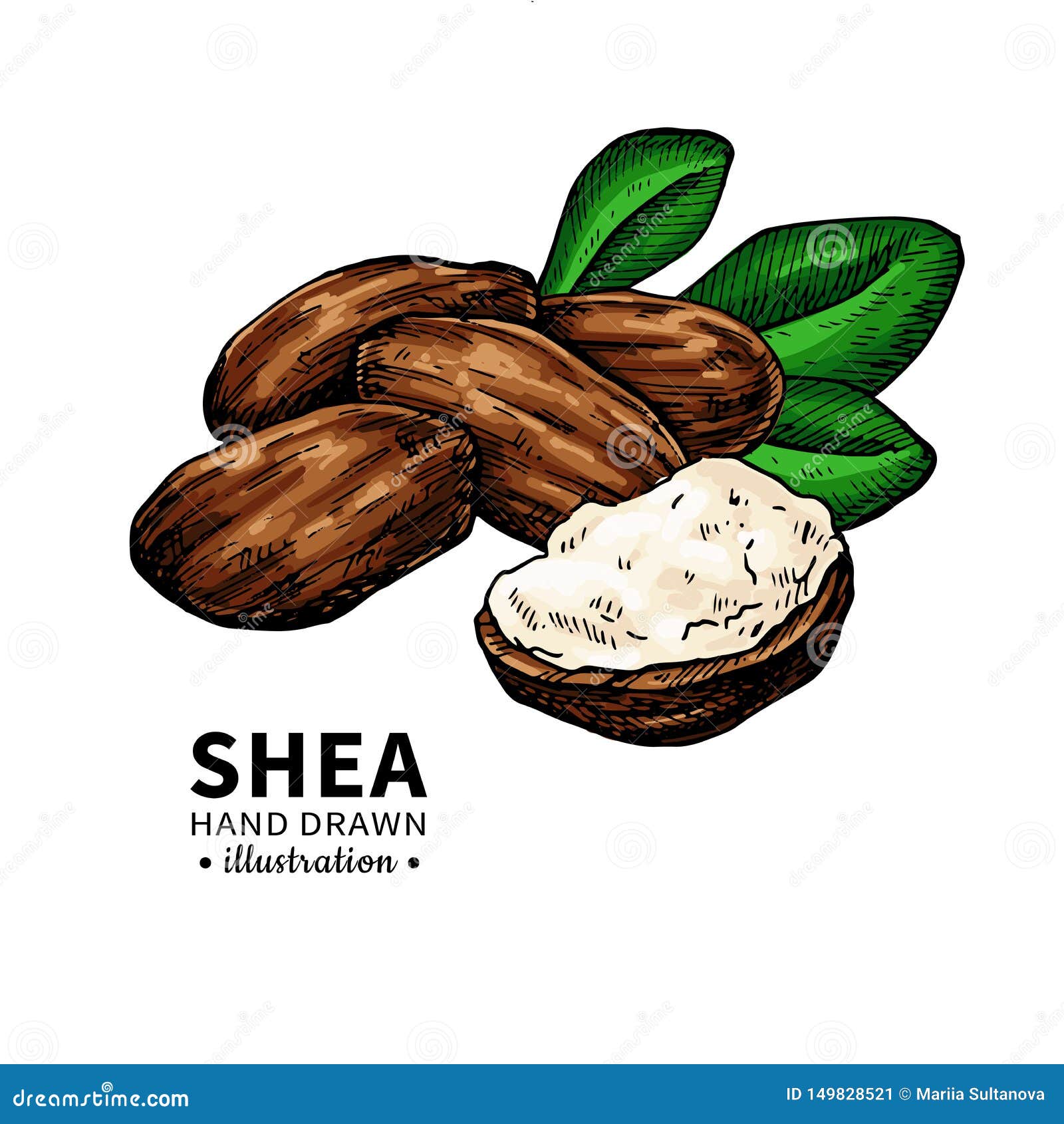 Shea Butter Vector Drawing. Isolated Vintage Illustration of Nuts, Butter  and Leaves. Stock Vector - Illustration of black, branch: 149828521