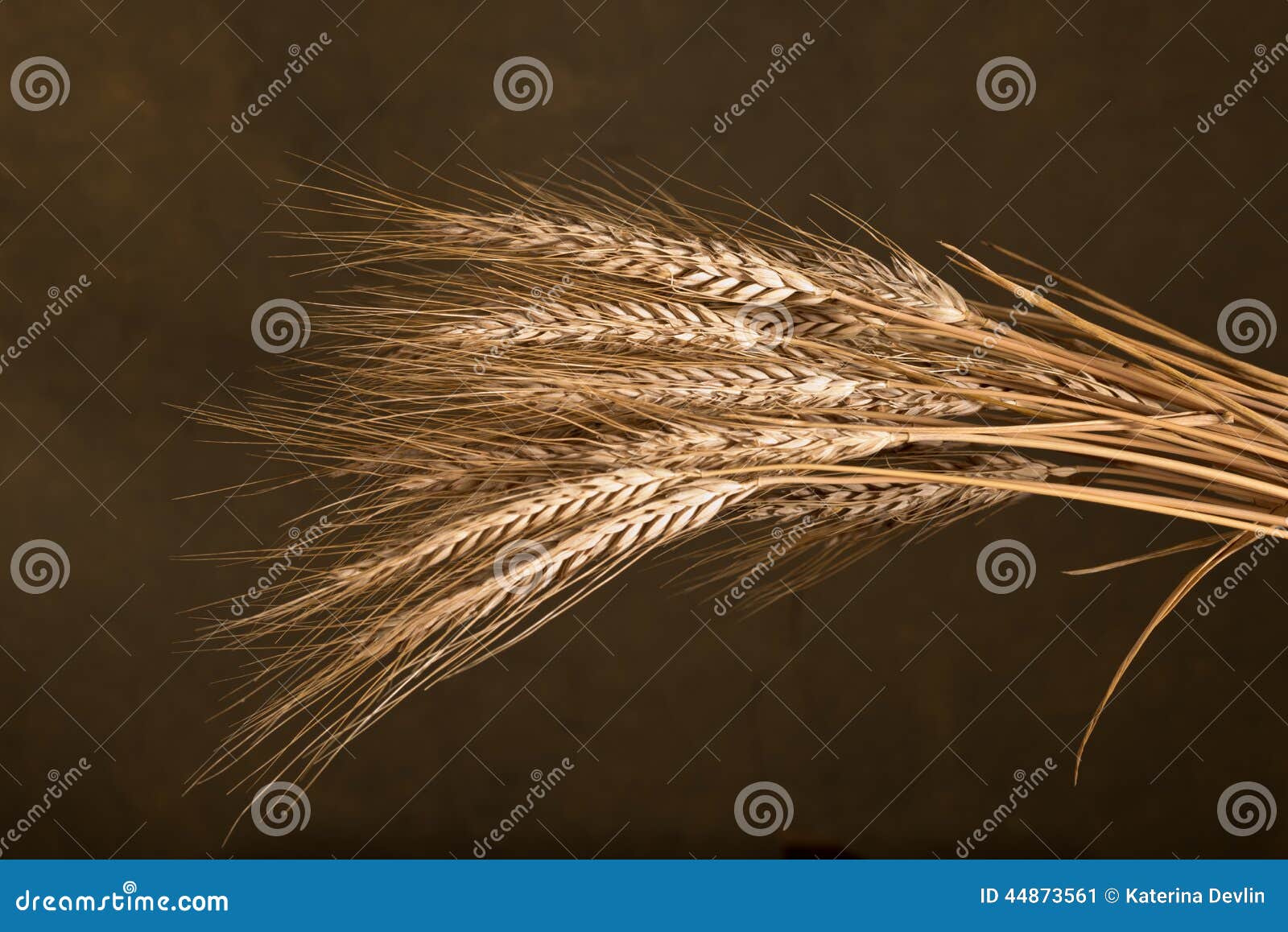 Sheaf of Wheat stock image. Image of bulgur, agriculture 44873561