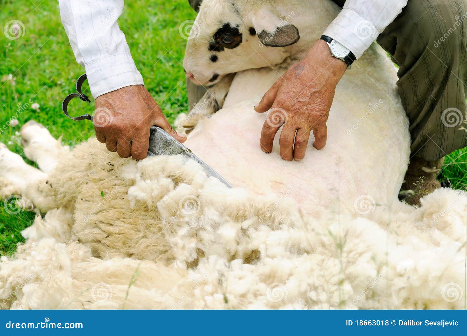 Shearing Sheep stock photo. Image of hand, metal, claw 18663018
