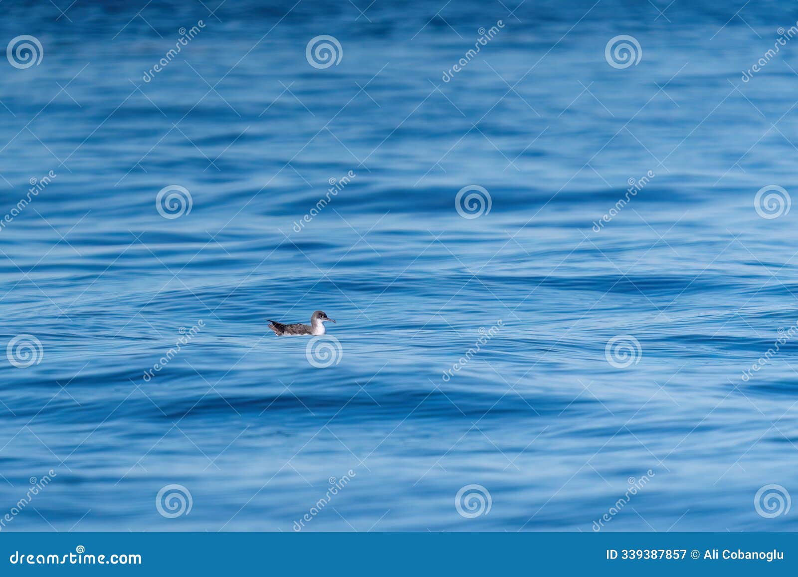 a shearwater diving in the background on a wavy blue sea