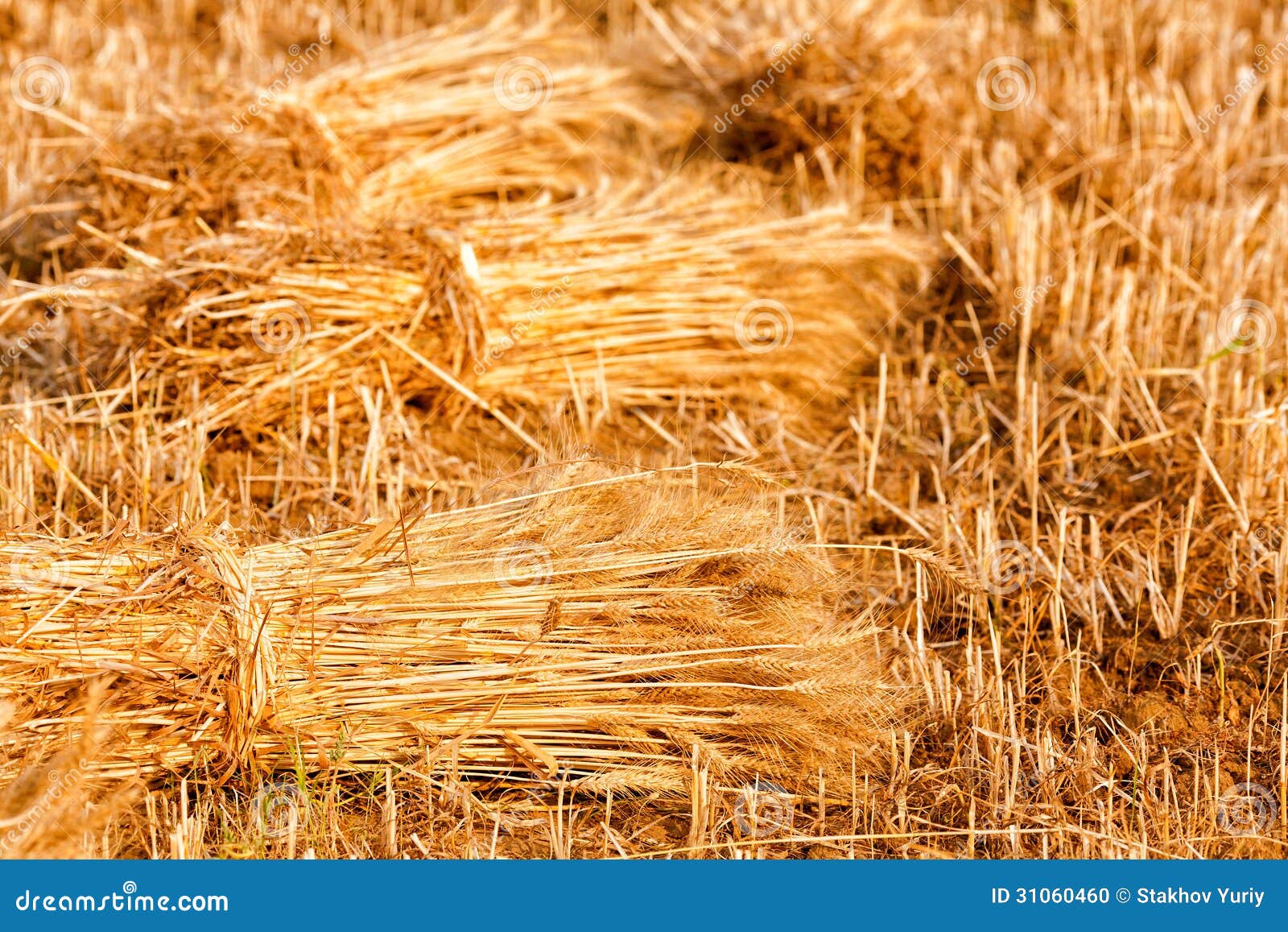 Sheaves of wheat stock photo. Image of cereal, country 31060460