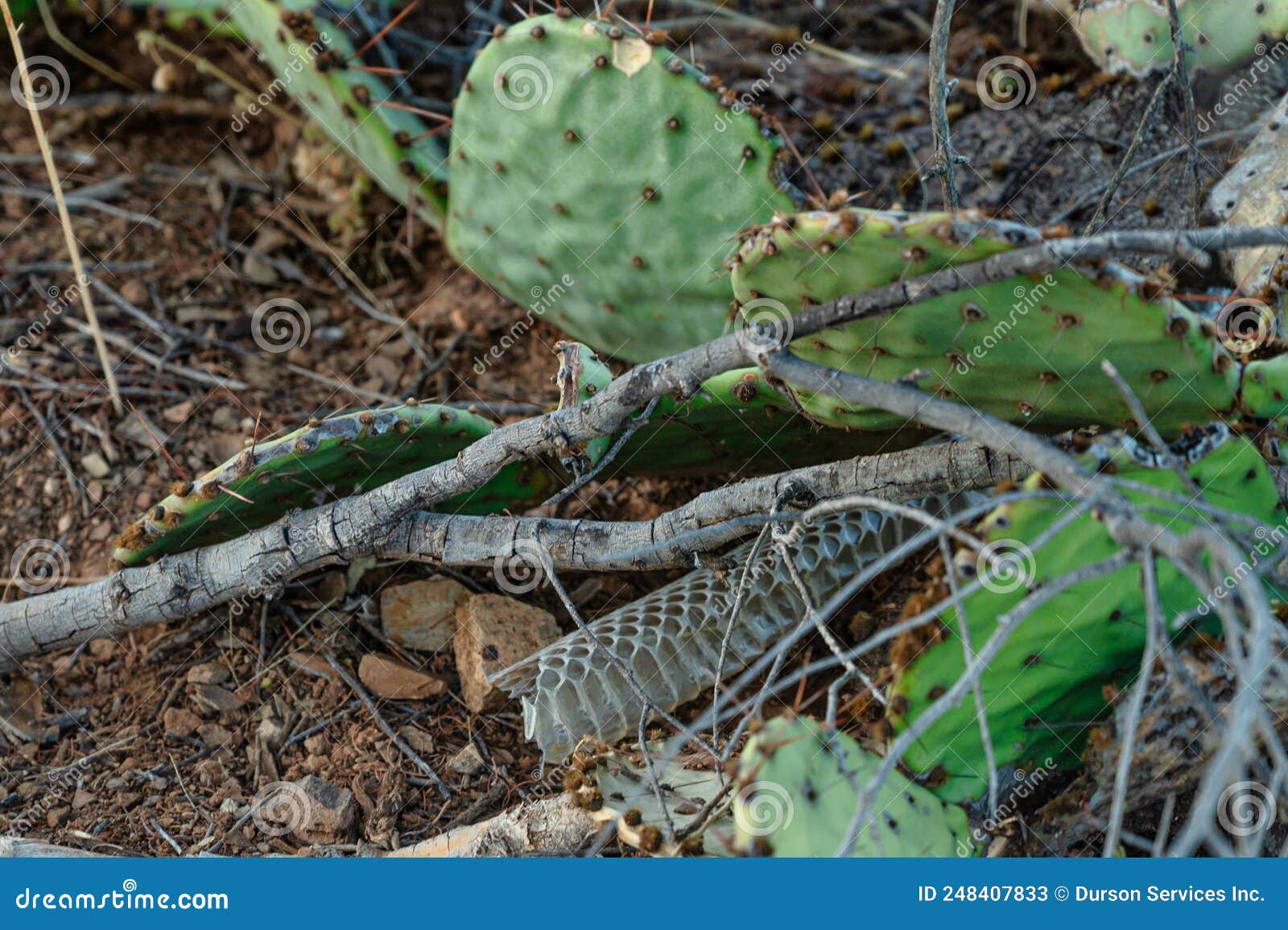 shedded rattlesnake skin underneath a cactus