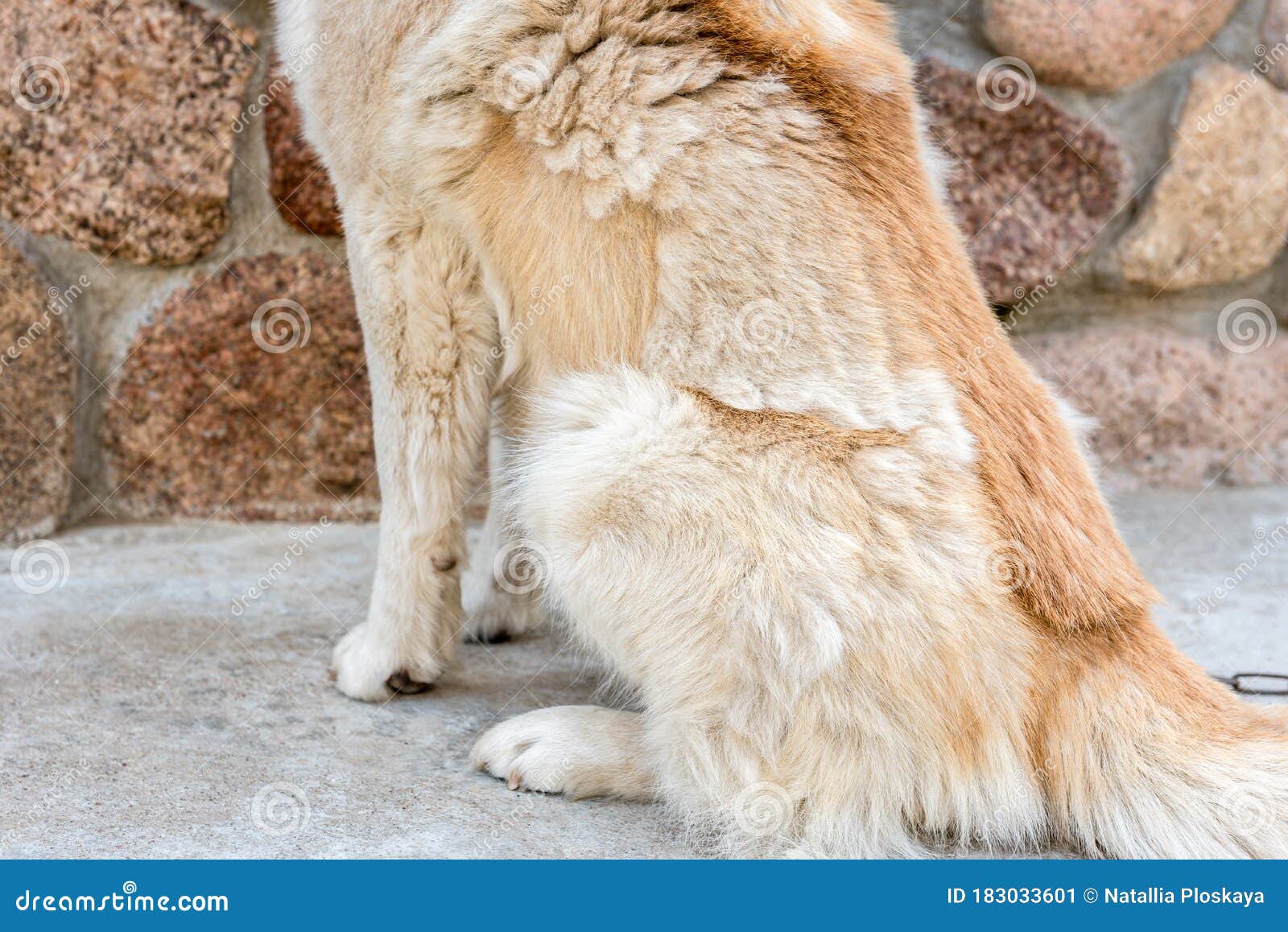 dog hair moulting