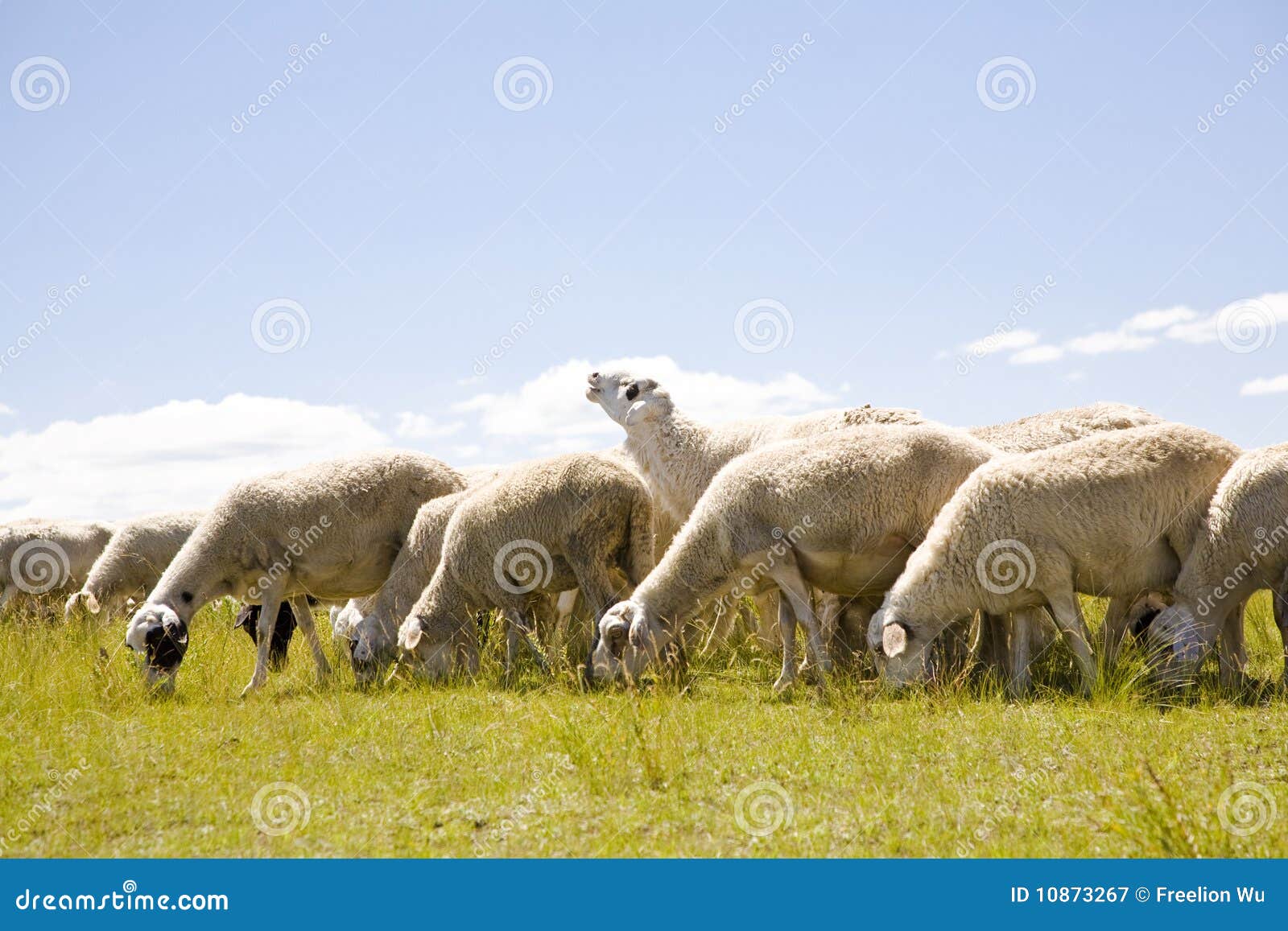 Sheep stock image. Image of sweater, farm, sheep, animals 10873267