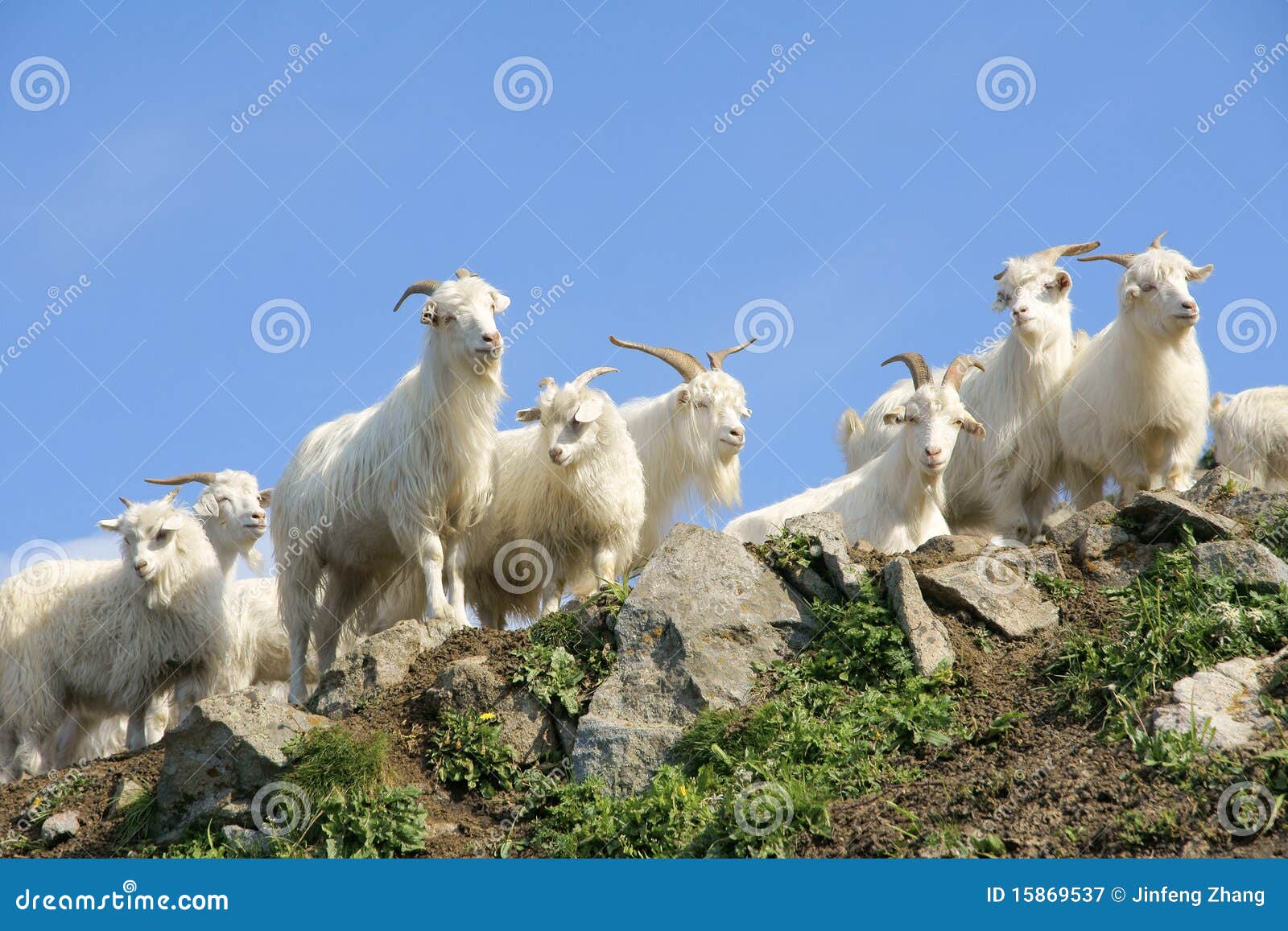 Sheep stock image. Image of flock, pets, sheeps, staring - 15869537