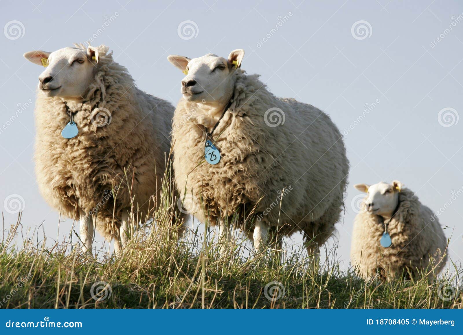 Sheep stock image. Image of nature, animal, wool, summer - 18708405