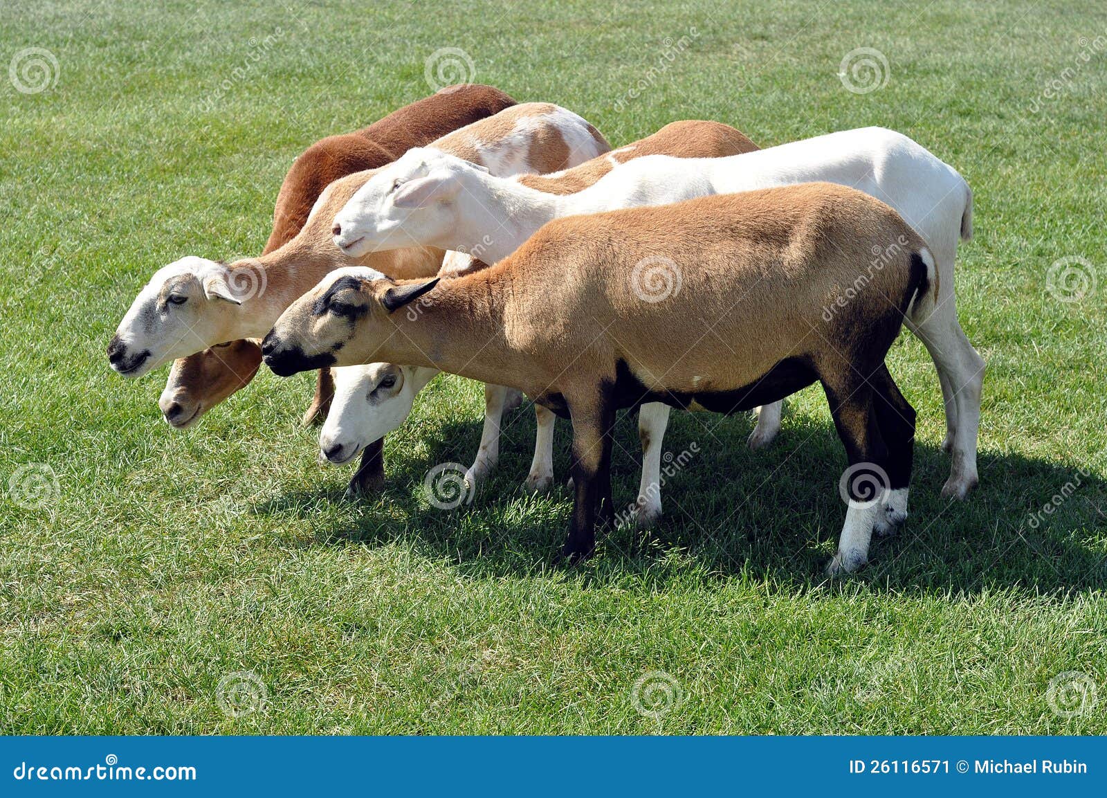 Sheep Huddled Together on a Field
