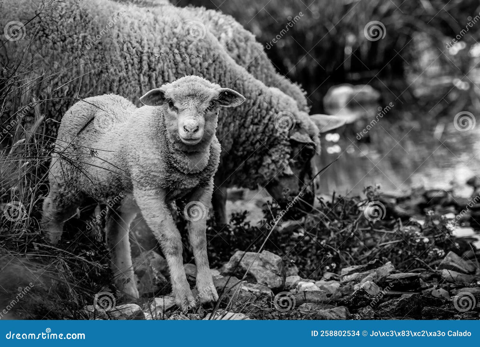 Sheep, Animals, Black and White Stock Photo Image of monochrome
