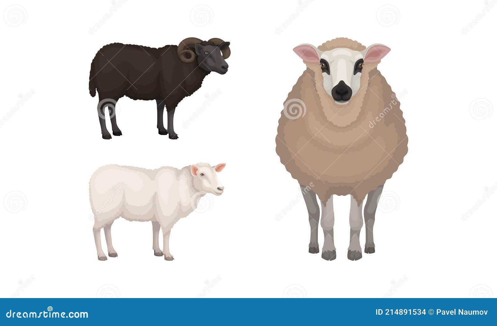 sheep as ruminant domestic mammal kept as livestock  set