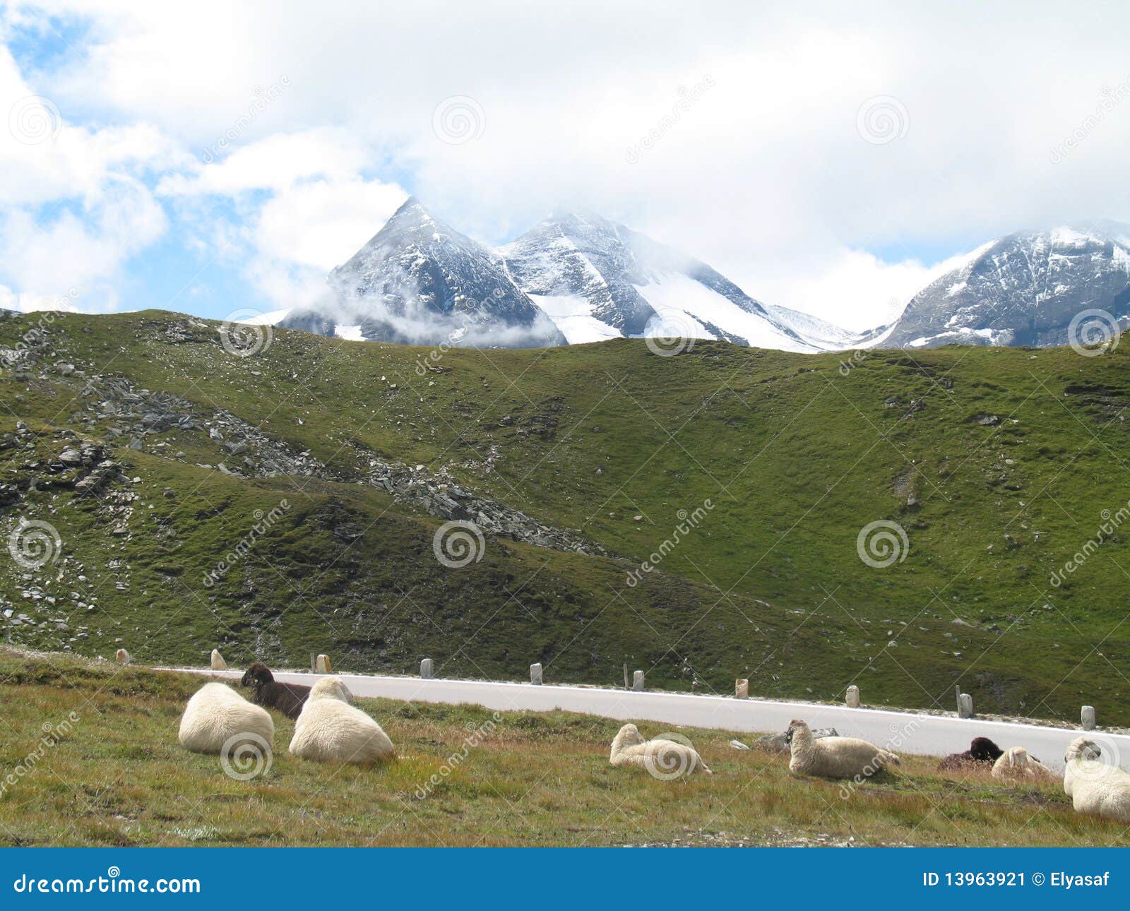 Sheep in the Austrian alps stock image. Image of view 13963921