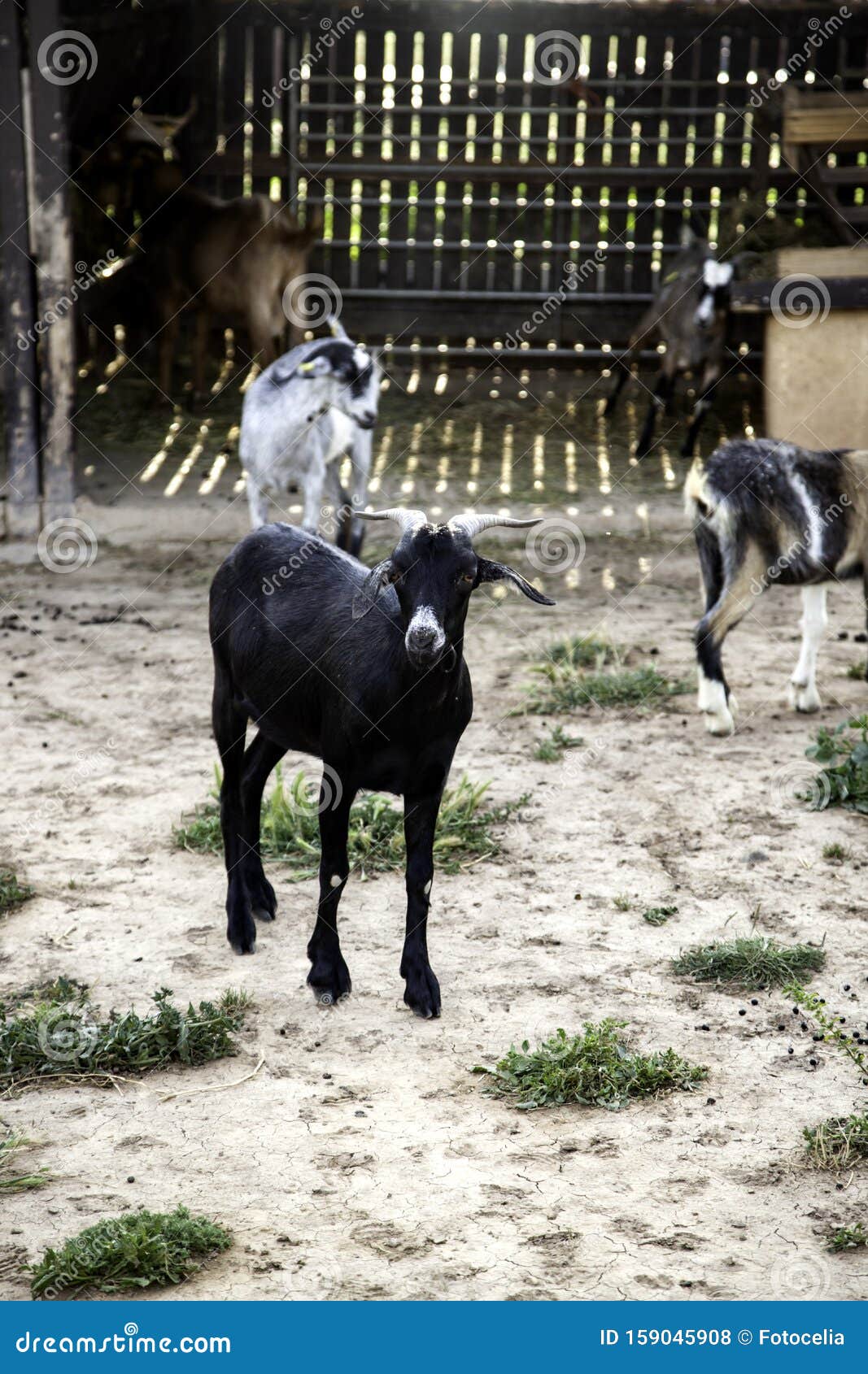 sheep in pen