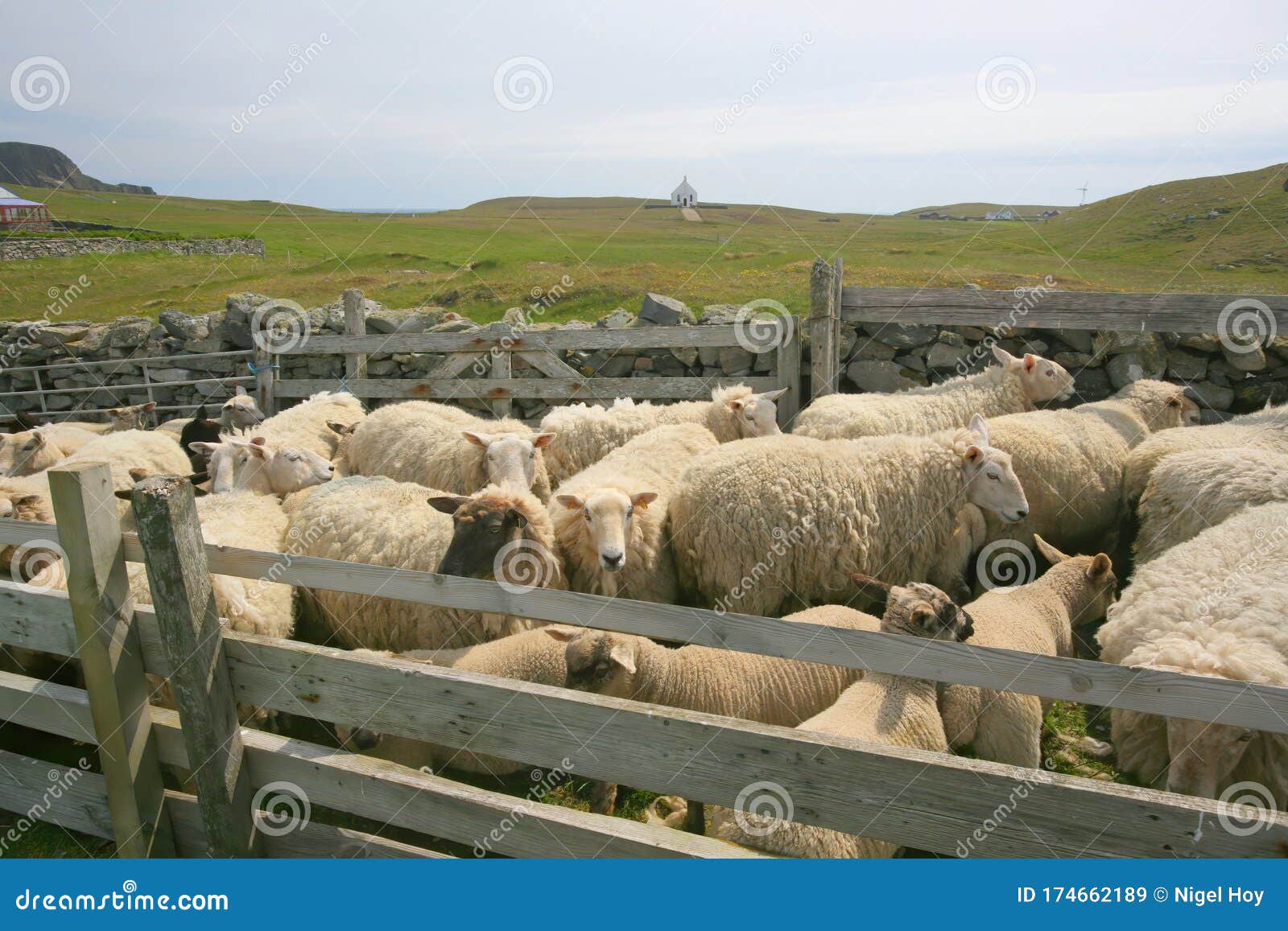 bevroren Tegenstrijdigheid oorsprong Sheep Being Held in a Sheep Pen Stock Image - Image of shetland, farming:  174662189