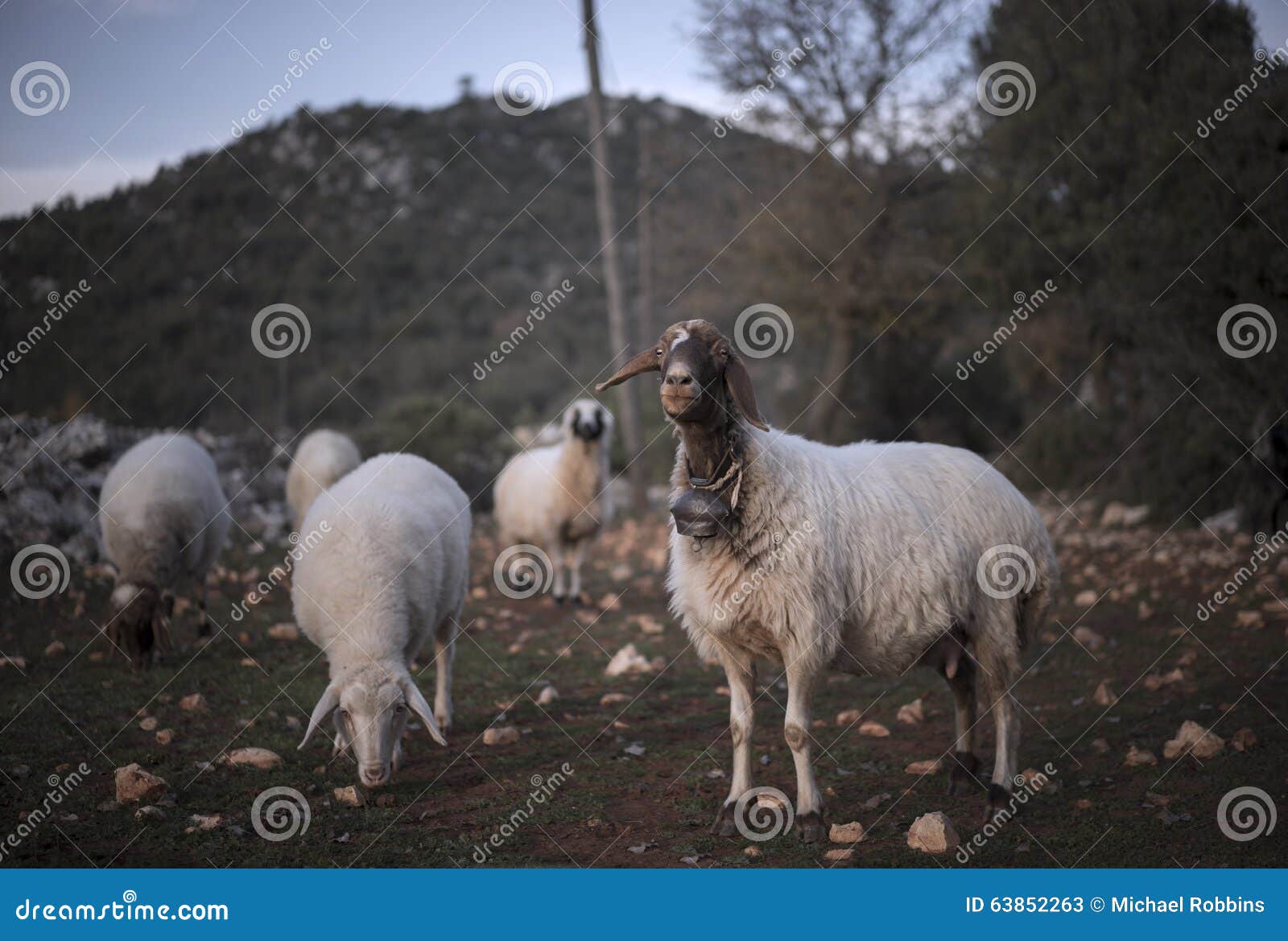 Sheep with Bell stock image. Image of agriculture, farm 63852263