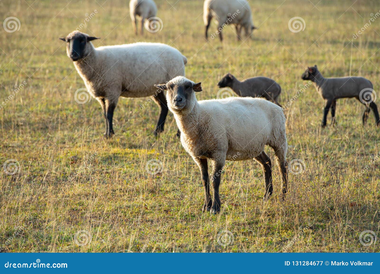 Sheep with Black and White Wool with Little Lambs Stock Image Image