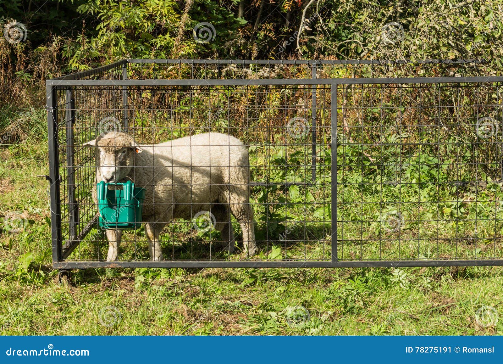 Sheep in cage stock image. Image of farm, pasture, farming 78275191