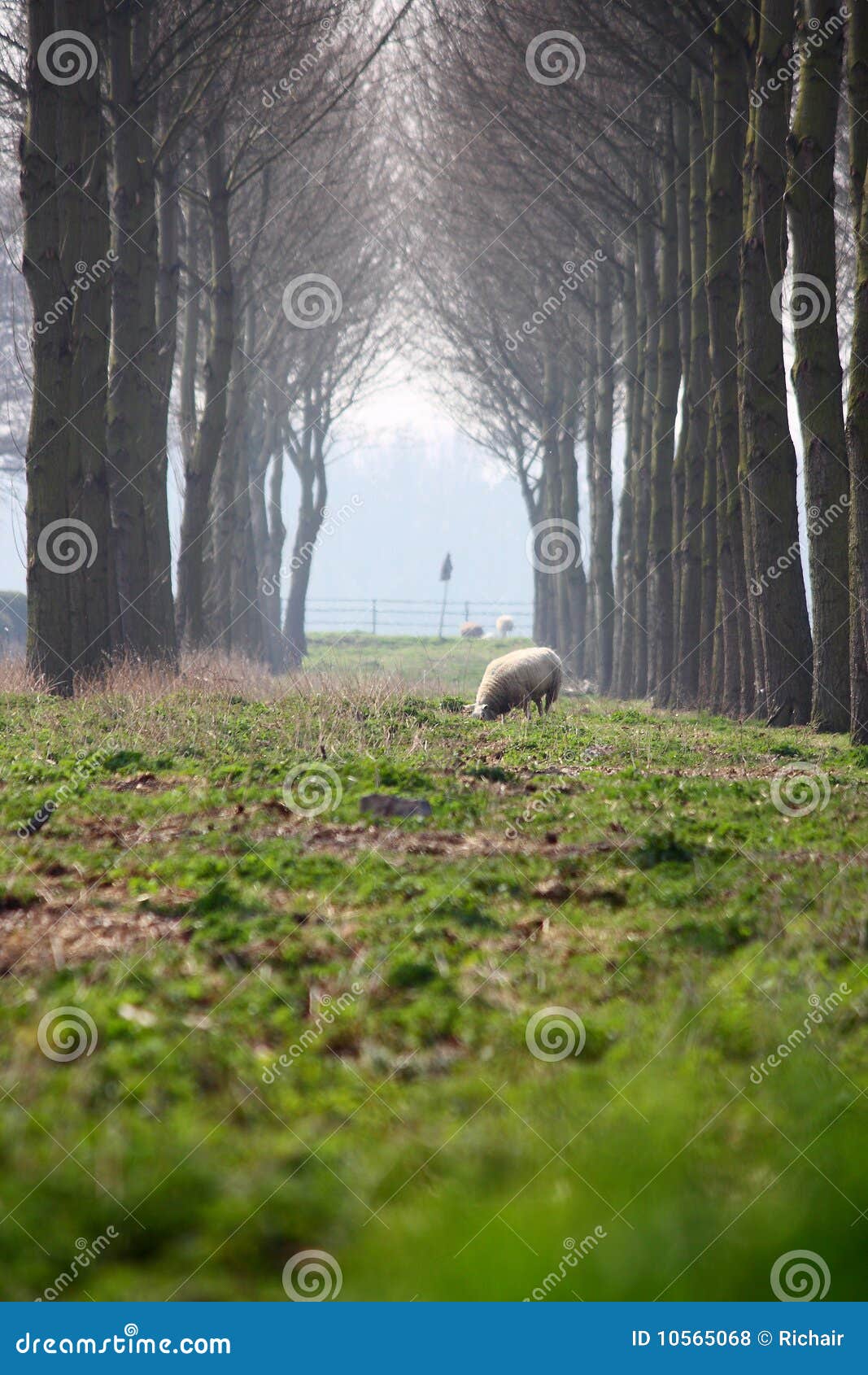 sheep and canopy