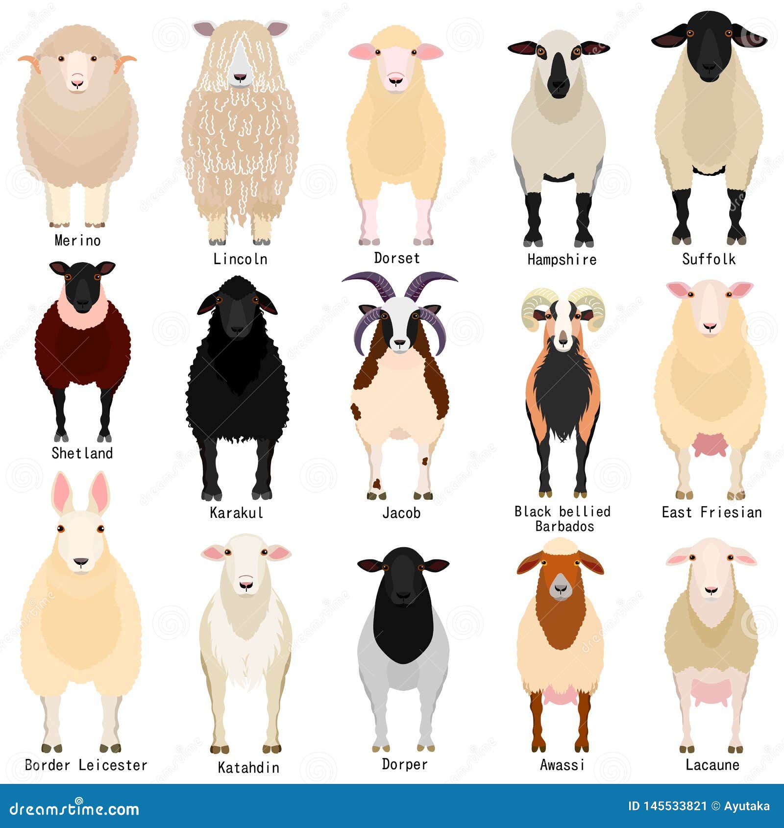 sheep chart with breeds name