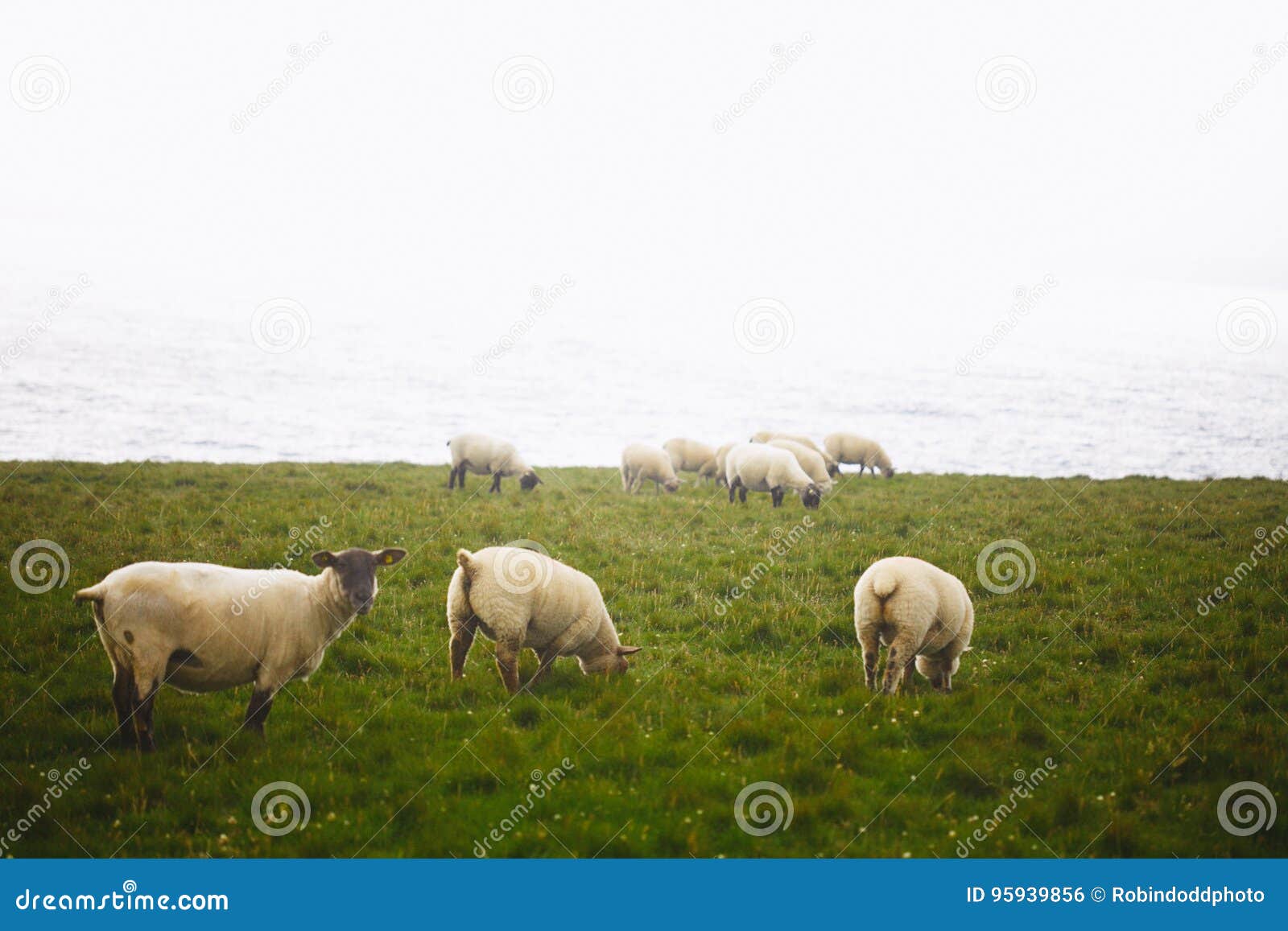 sheep on cliffs of downpatrick head in ireland