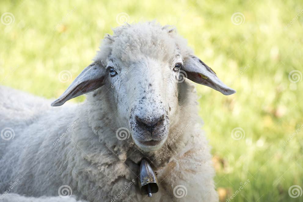 Sheep with Bell Around Neck Stands on Pasture of Farm. Stock Image