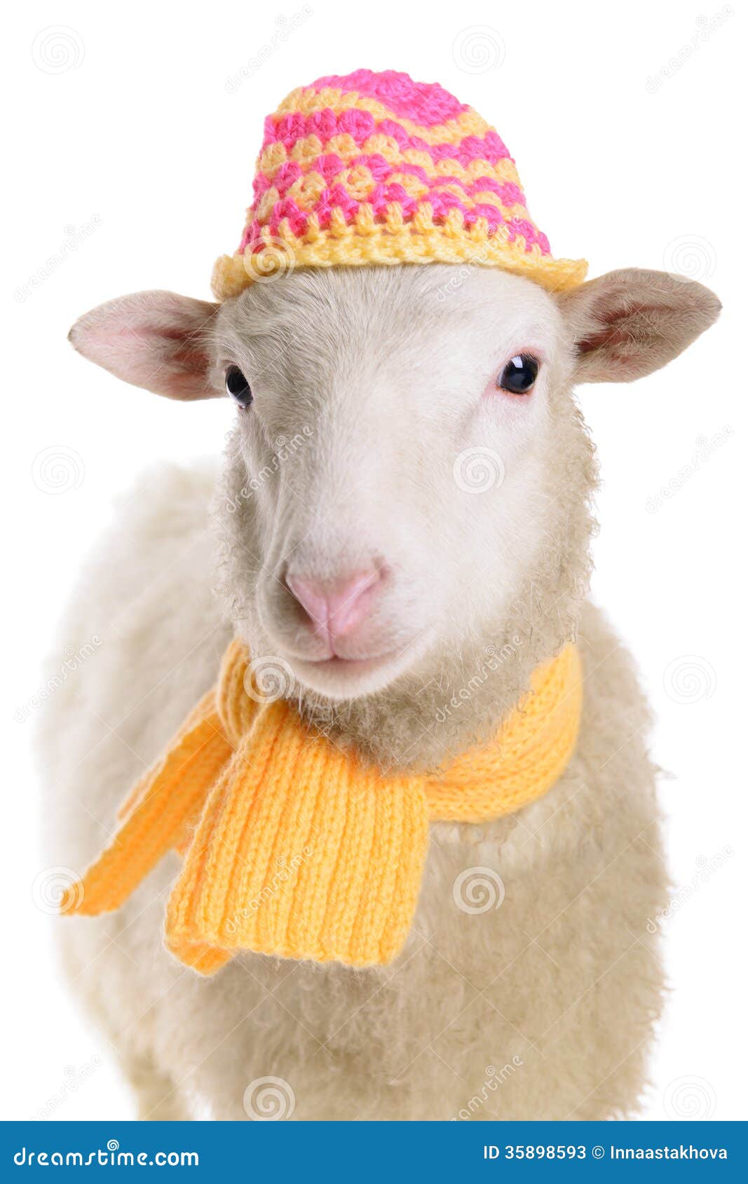 Sheep in clothes stock image. Image of clothes, decoration 35898593