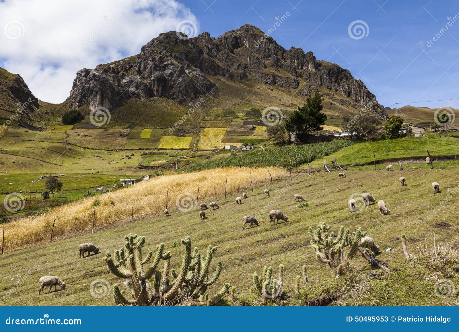 sheep, colorful crops and rocky peaks near zumbahua