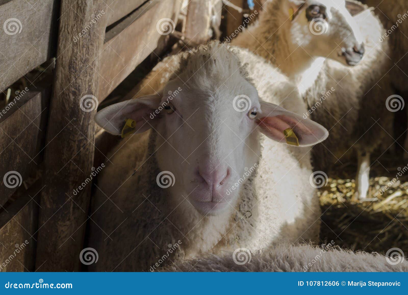 BOZAR Boer Goats | Droitwich
