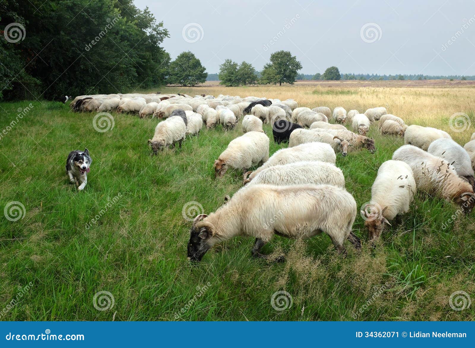 Sheep Dog Herding Demonstration Stock Image Image of dutch, field