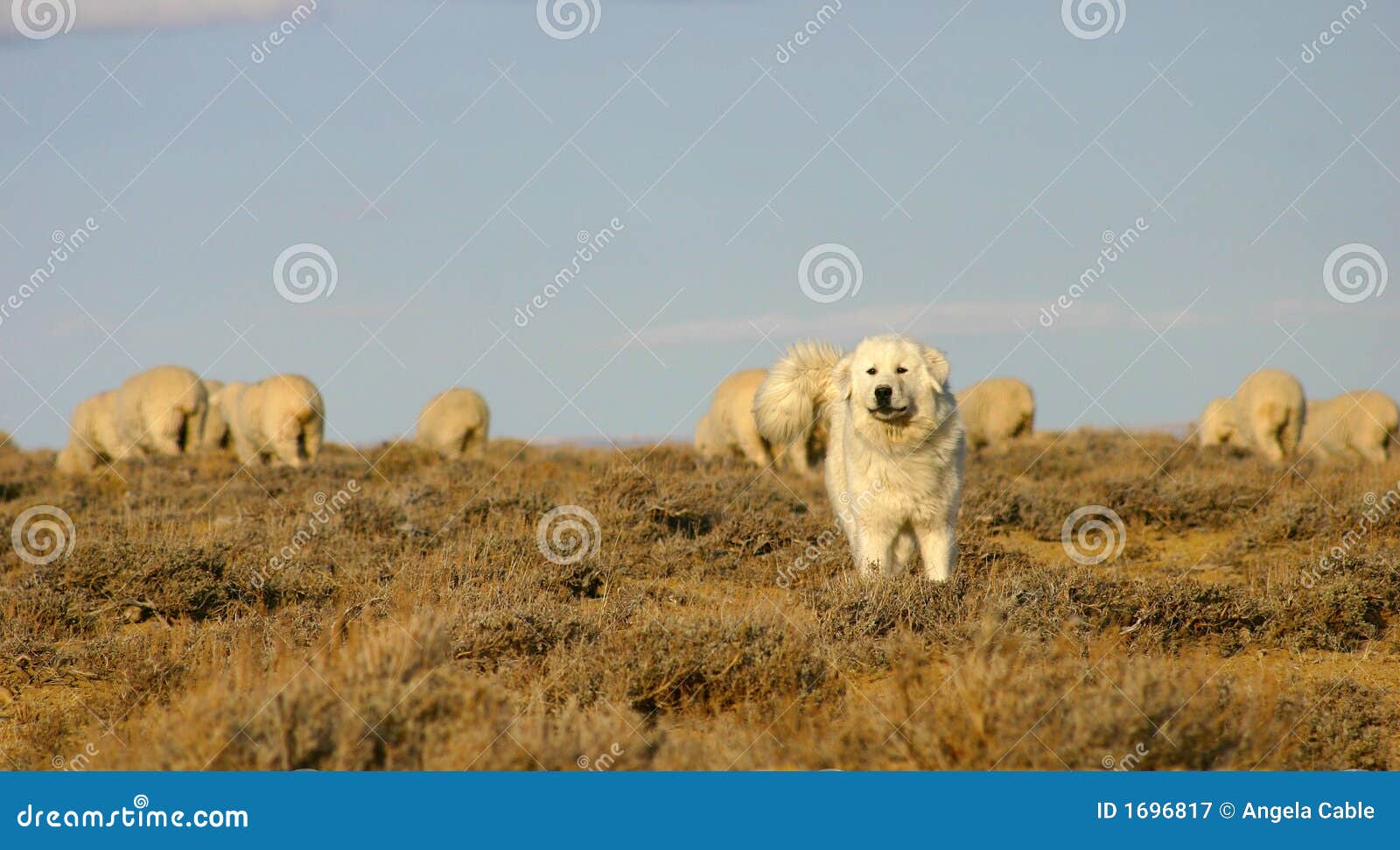 Sheep Dog Protecting Herd stock image. Image of guard 1696817