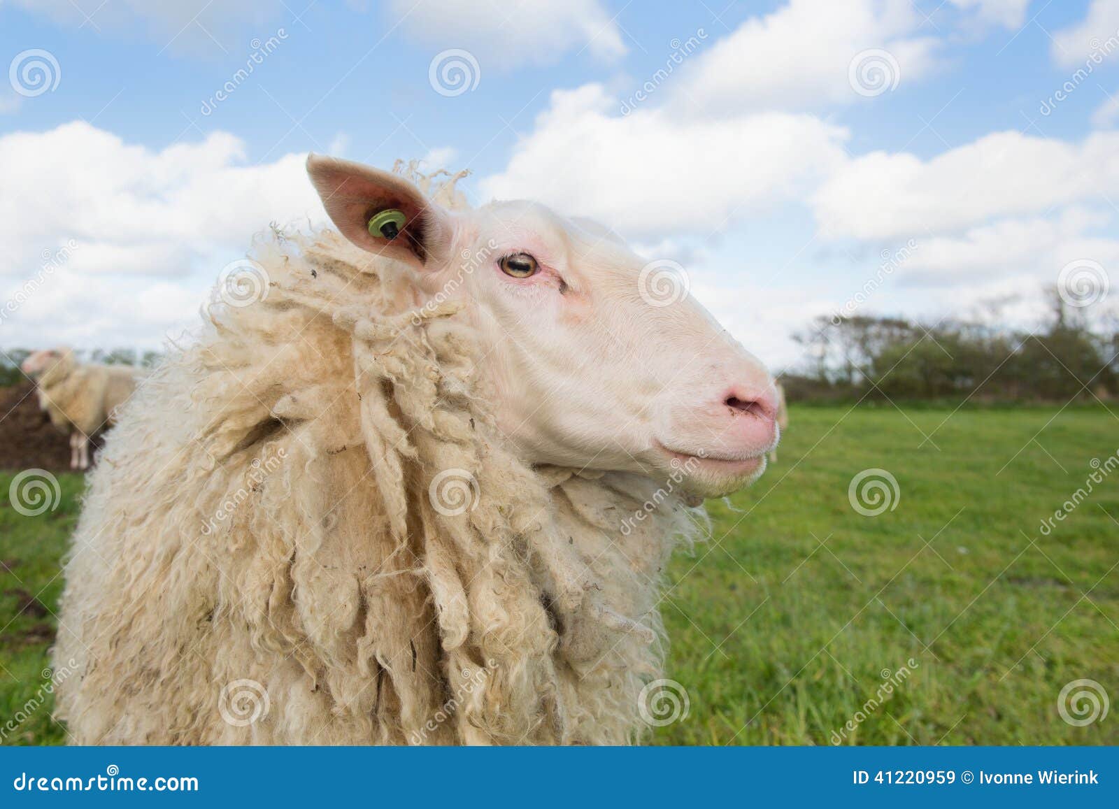 sheep at dutch wadden island terschelling