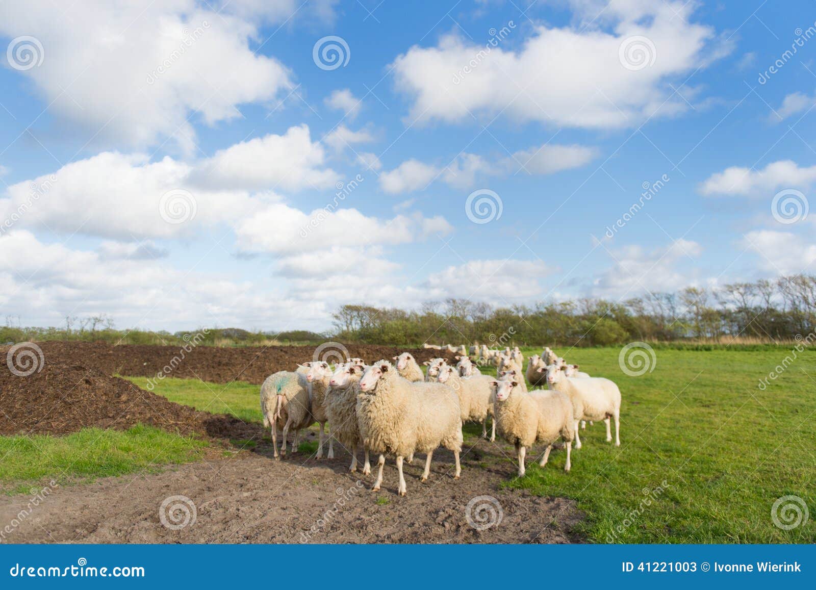 sheep at dutch wadden island terschelling