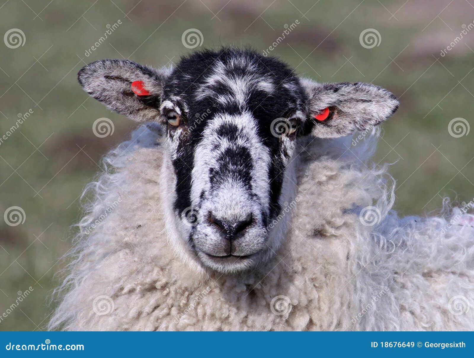 Sheep with ear tags. stock image. Image of animal, sheep 18676649
