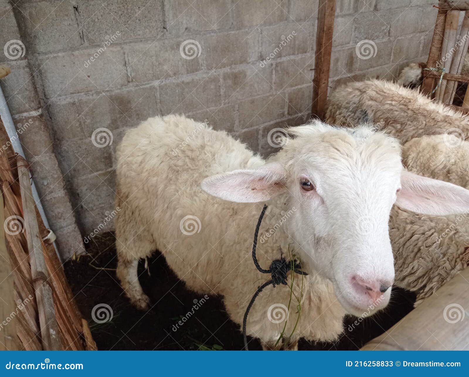 Sheep eyes pink stock image. Image of white, cattle 216258833