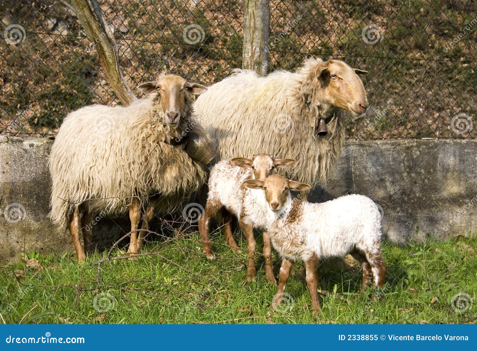 Sheep family stock image. Image of sheep, livestock, four 2338855