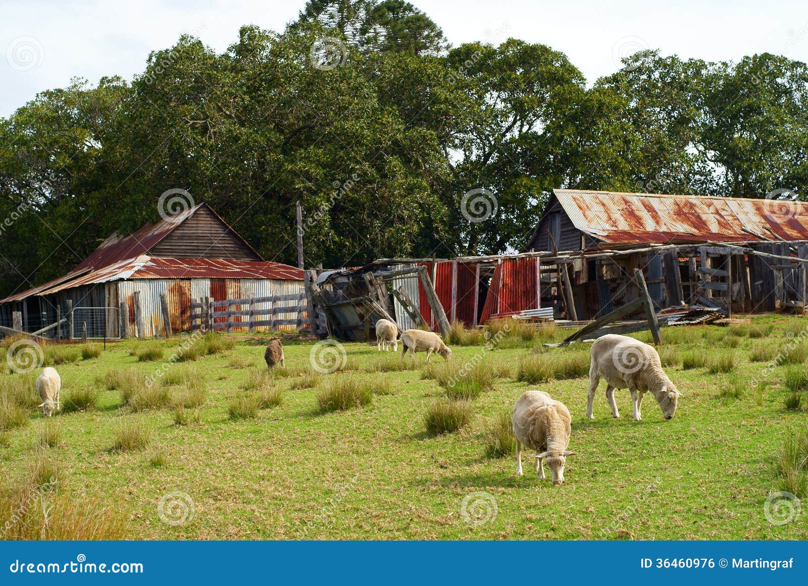 sheep farm vintage australia
