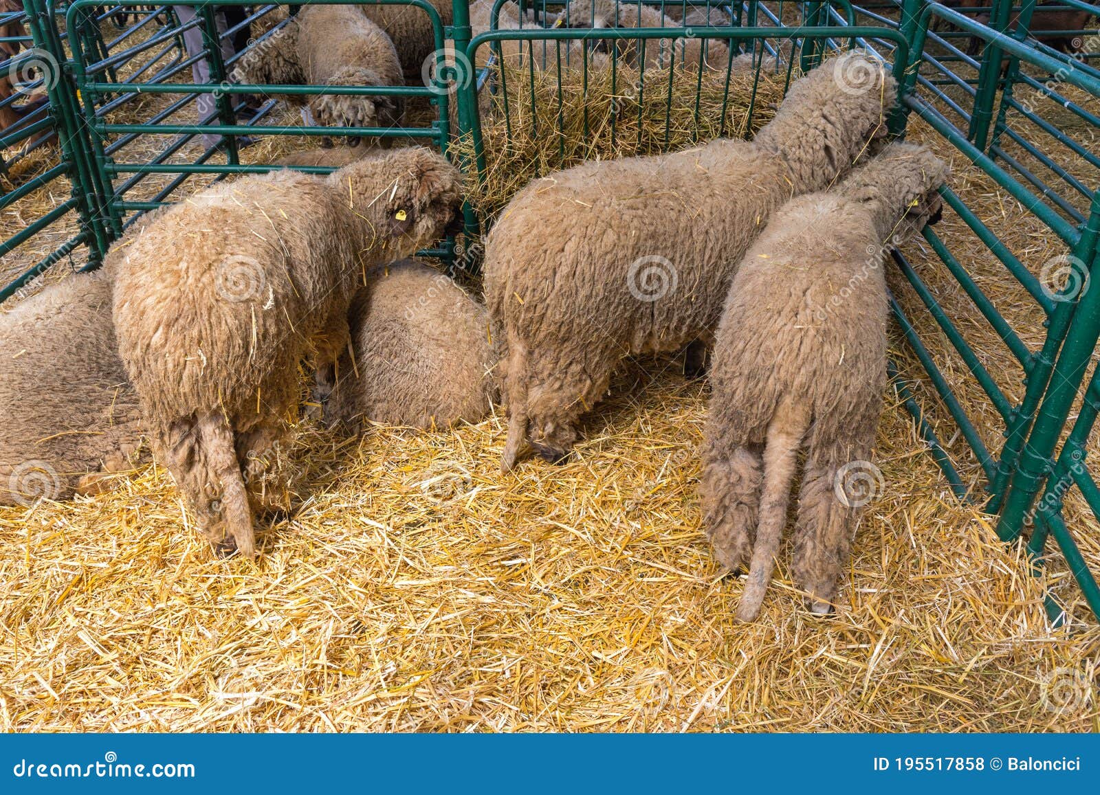 Sheep Farm stock photo. Image of sheep, farm, farming 195517858