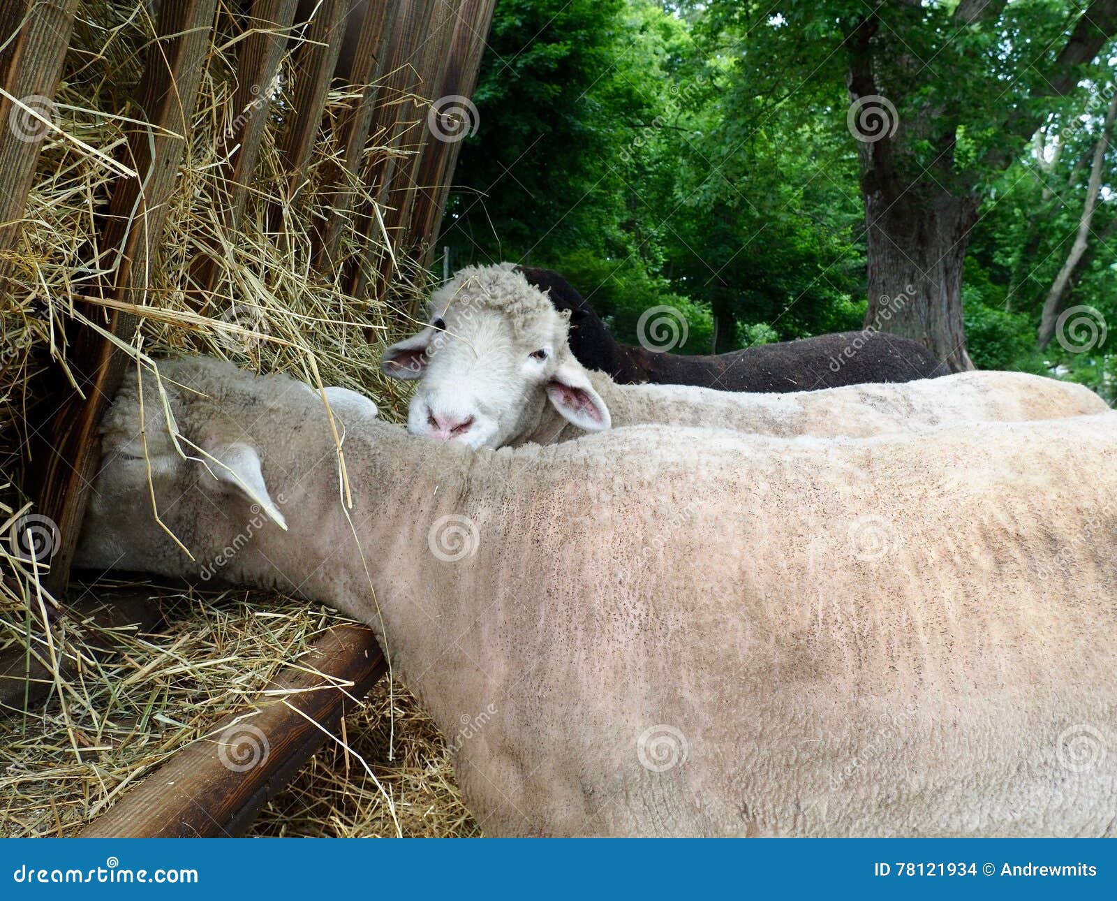 Sheep Feeding at Trough stock photo. Image of farm, livestock 78121934
