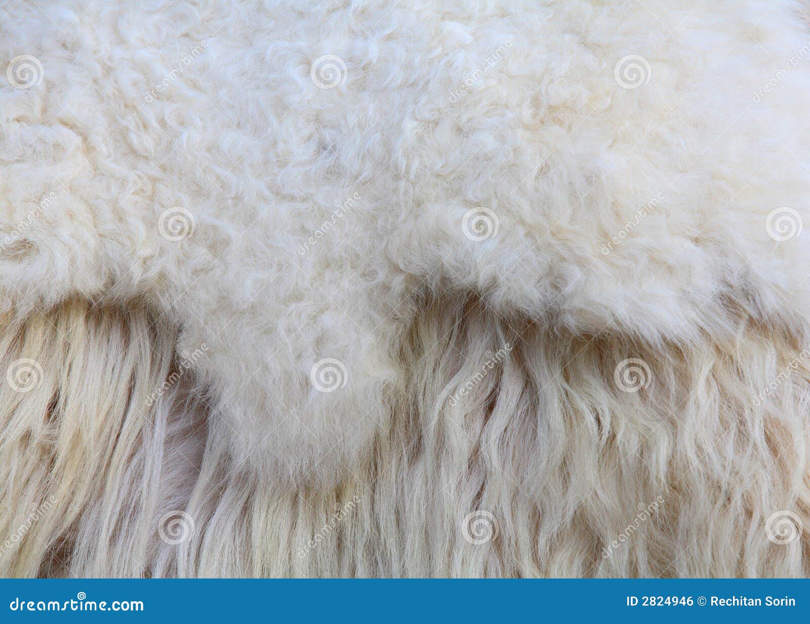 Sheep fur stock photo. Image of manufacture, sheep, home - 2824946