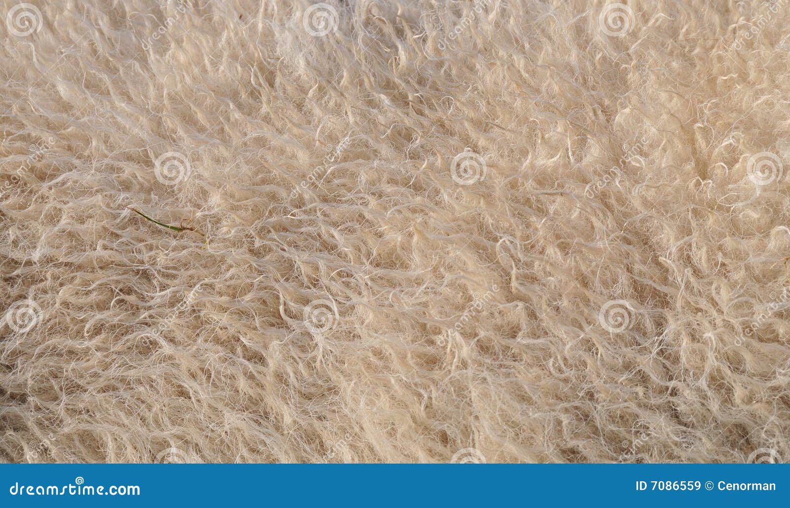 Sheep fur stock image. Image of field, animal, sheep, rural 7086559
