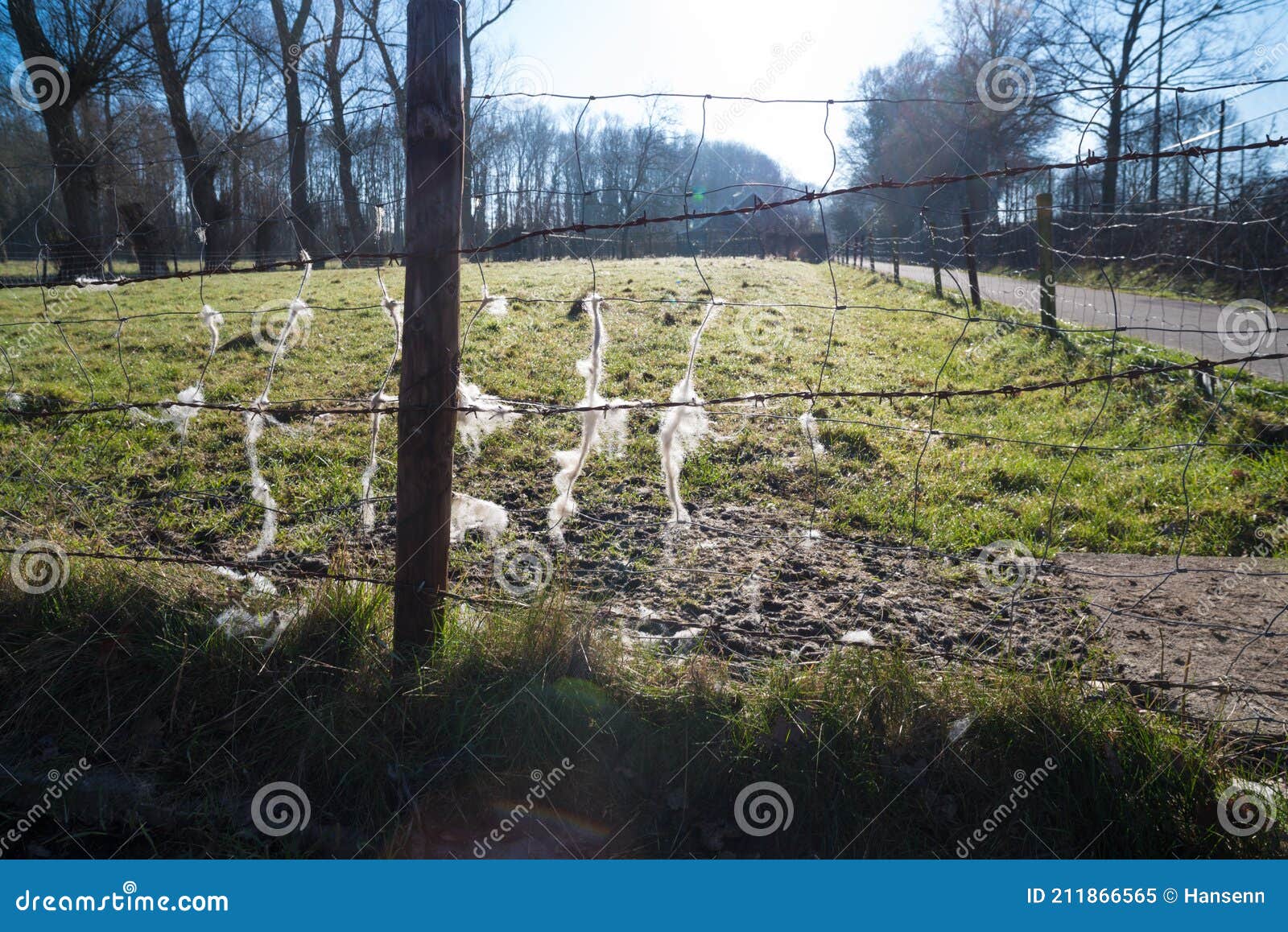 Sheep fur in barbed wire stock image. Image of animal 211866565