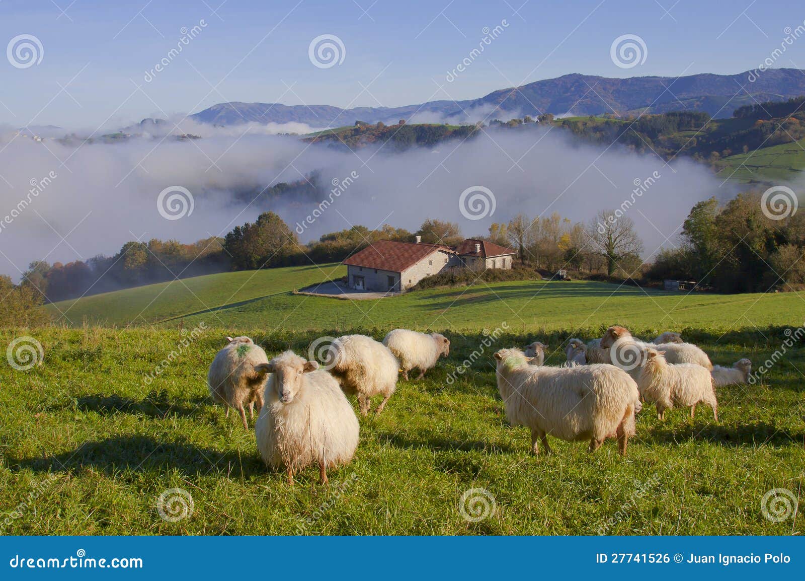 sheep in gainza, gipuzkoa