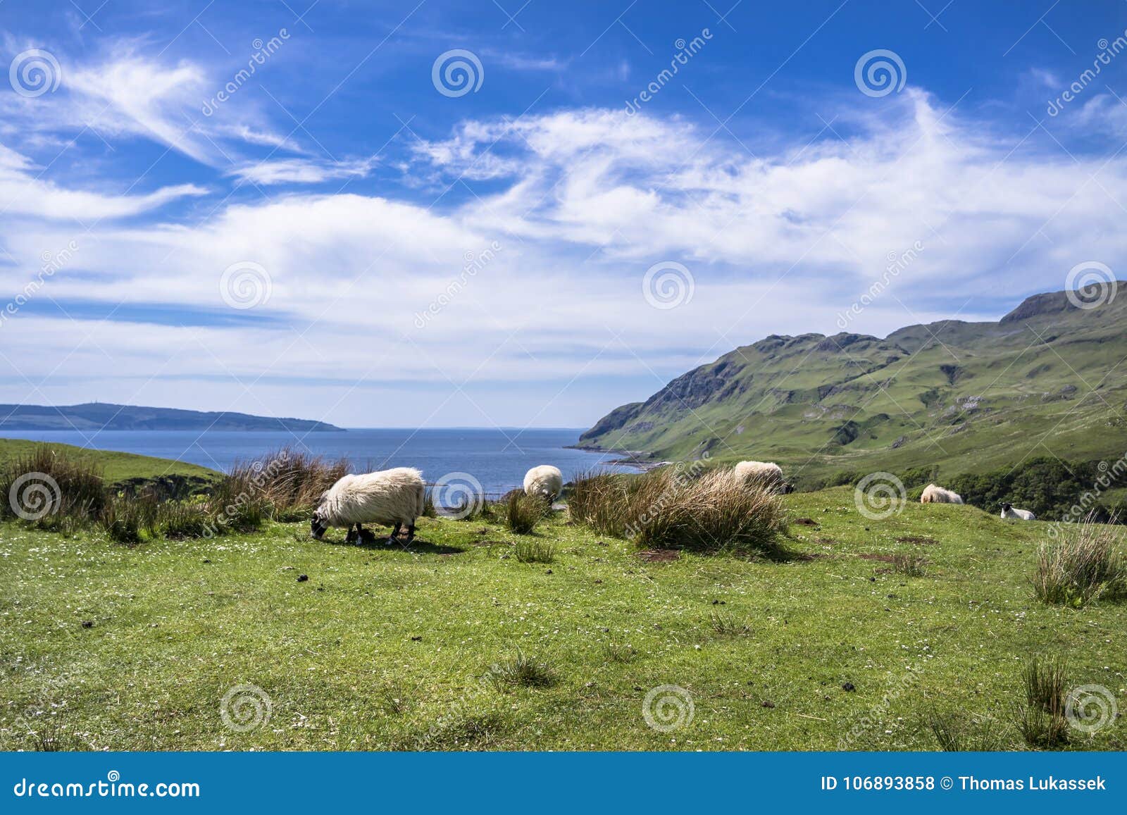 sheep and goat at the bay called camas nan geall, ardnamurchan