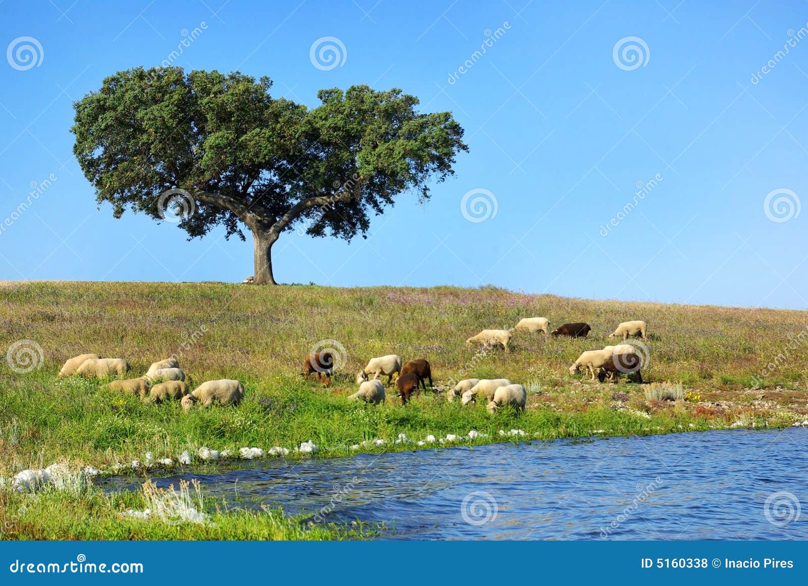 sheep graze.