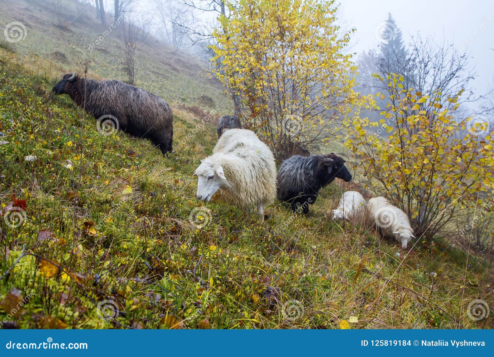sheep graze in the foggy autumn forest
