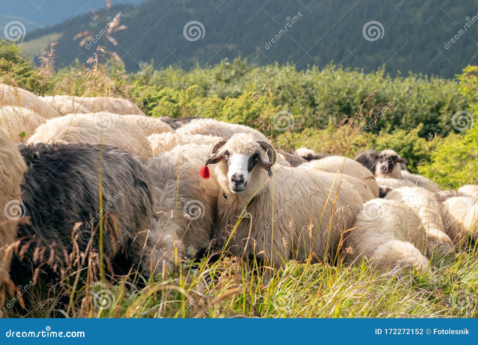 Sheep Graze in the Mountains. Traditional Economy Highlanders Stock