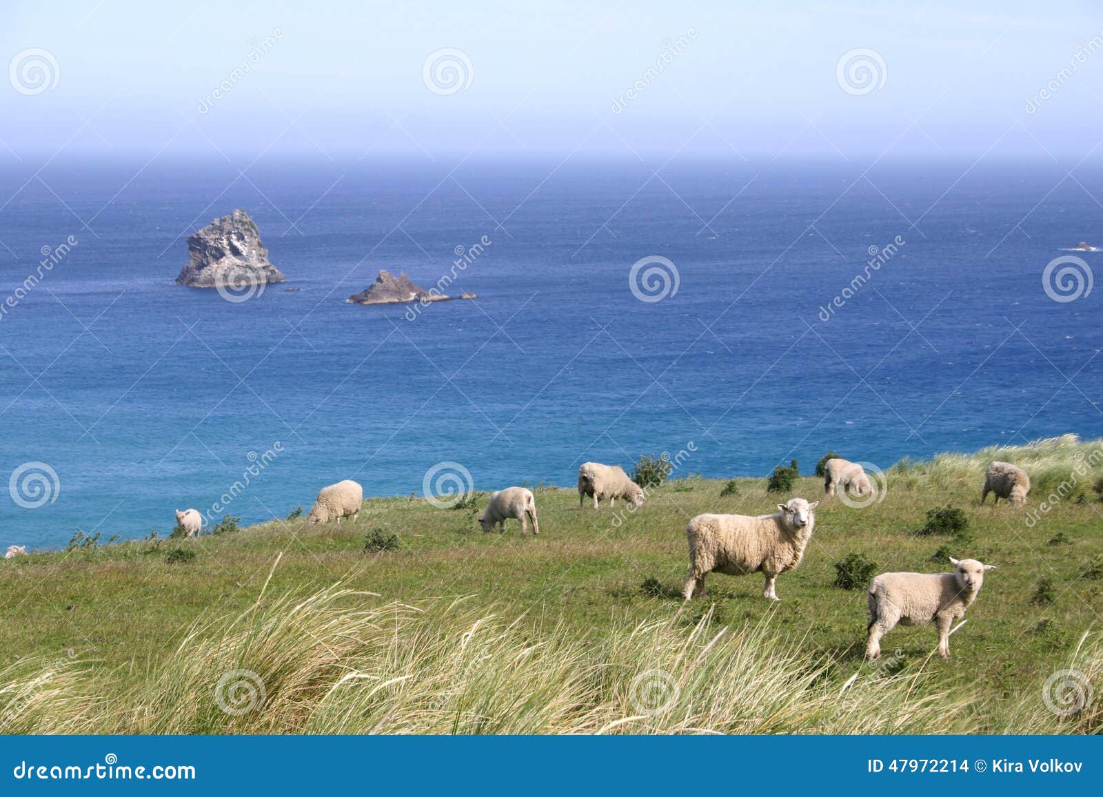 sheep graze on pasture on the cliff, south island, new zealand