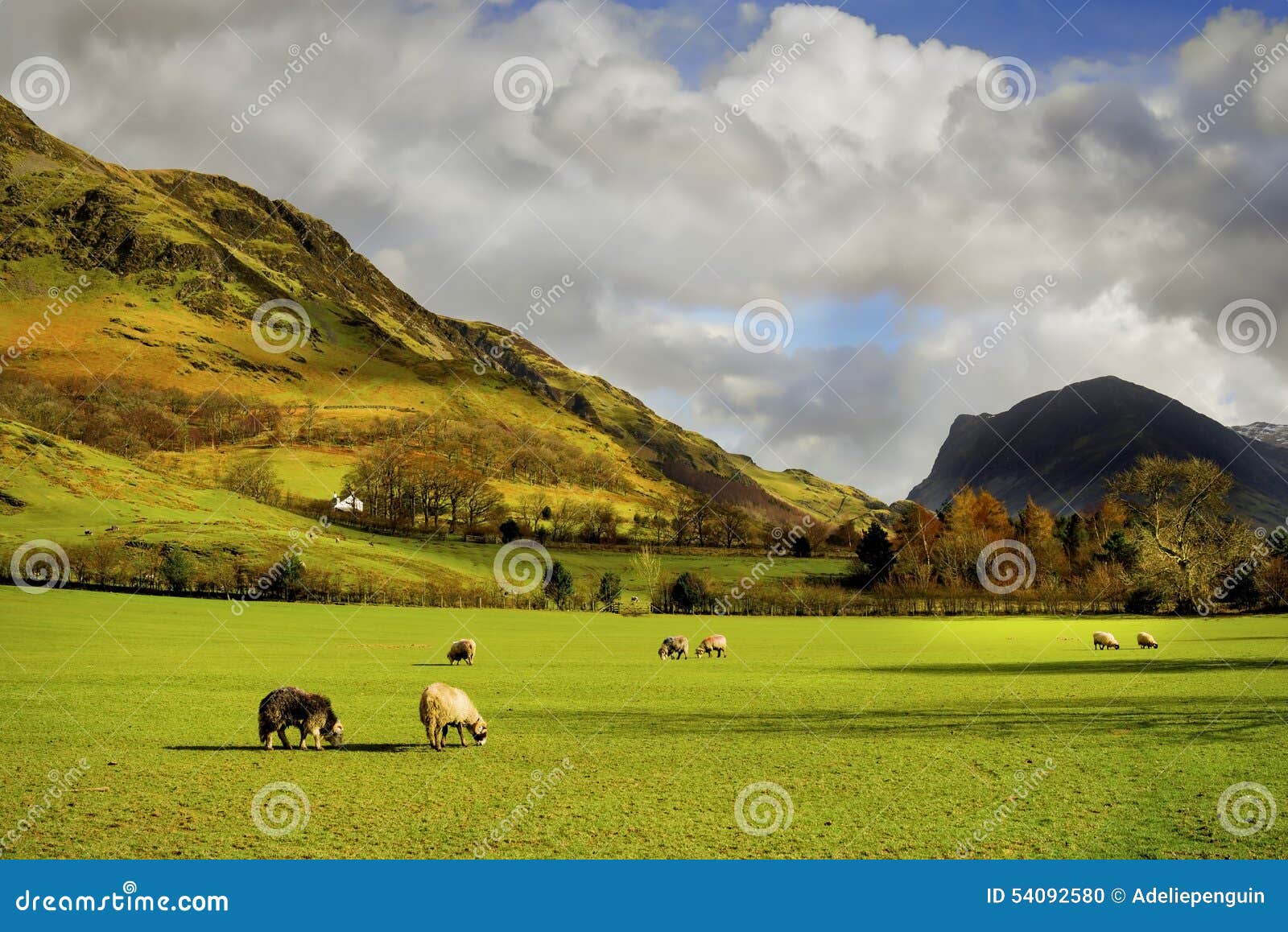 sheep grazing, english countryside, lake district